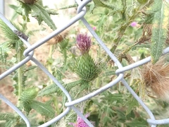 Cirsium vulgare
