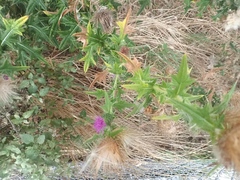 Cirsium vulgare