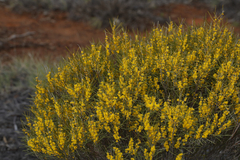 Acacia assimilis