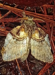 Euglyphis obliterata