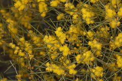 Acacia assimilis