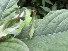 Atractomorpha lata