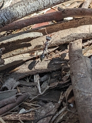 Myrmecia