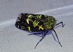 Fulgoridae