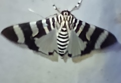 Lypotigris reginalis