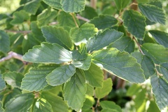 Hamamelis