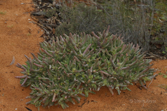 Carpobrotus modestus