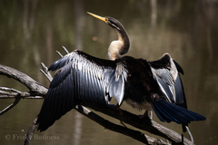 Anhinga novaehollandiae
