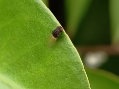 Minettia longipennis