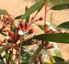 Eucalyptus calycogona