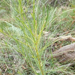 Acacia mucronata longifolia