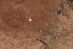 Podolepis capillaris