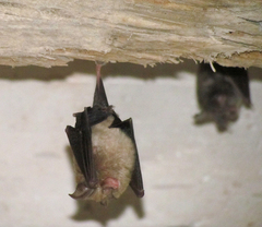 Rhinolophus hipposideros