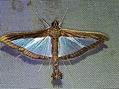 Diaphania plumbidorsalis