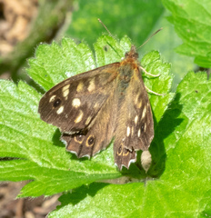 Pararge aegeria