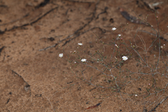 Podolepis capillaris