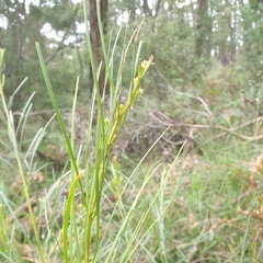Acacia mucronata longifolia