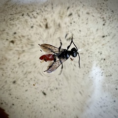 Astata