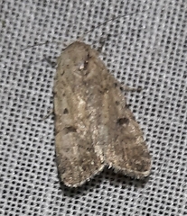 Spodoptera