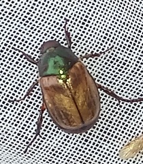 Anomala testaceipennis