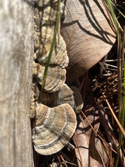 Trametes versicolor