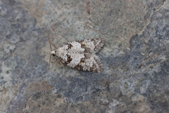 Eana canescana