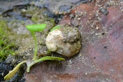 Theodoxus fluviatilis