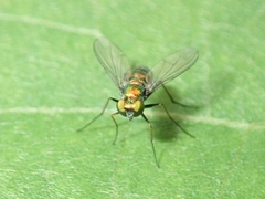 Dolichopodidae