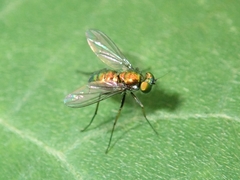 Dolichopodidae