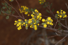 Acacia merrallii