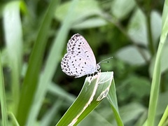 Pseudozizeeria maha
