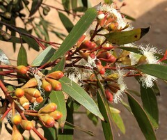 Eucalyptus calycogona