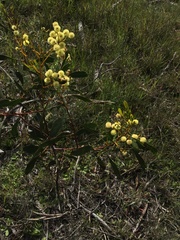 Acacia pycnantha