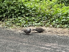 Streptopelia orientalis orientalis