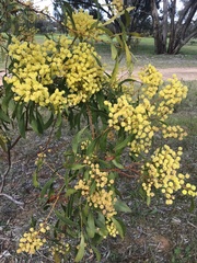 Acacia pycnantha