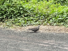 Streptopelia orientalis orientalis