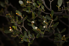 Alyxia buxifolia