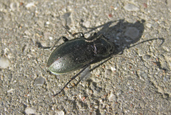 Carabus nemoralis