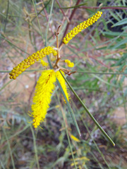 Acacia doratoxylon