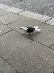 Columba livia domestica