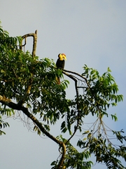 Rhabdotorrhinus corrugatus