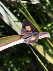 Candalides xanthospilos