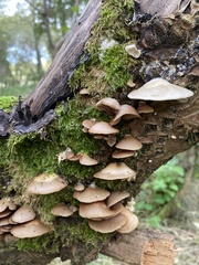 Crepidotus