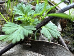 Alchemilla arvensis