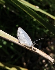 Candalides xanthospilos