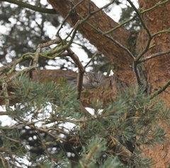 Muscicapa striata