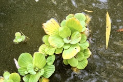 Pistia stratiotes