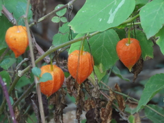 Alkekengi officinarum