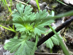 Alchemilla arvensis