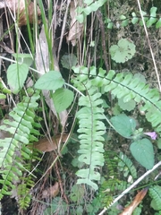 Clinopodium vulgare image